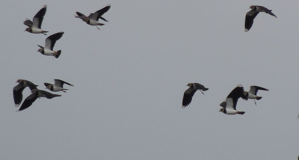 Czajka zwyczajna, czajka, czajka pospolita (Vanellus vanellus)