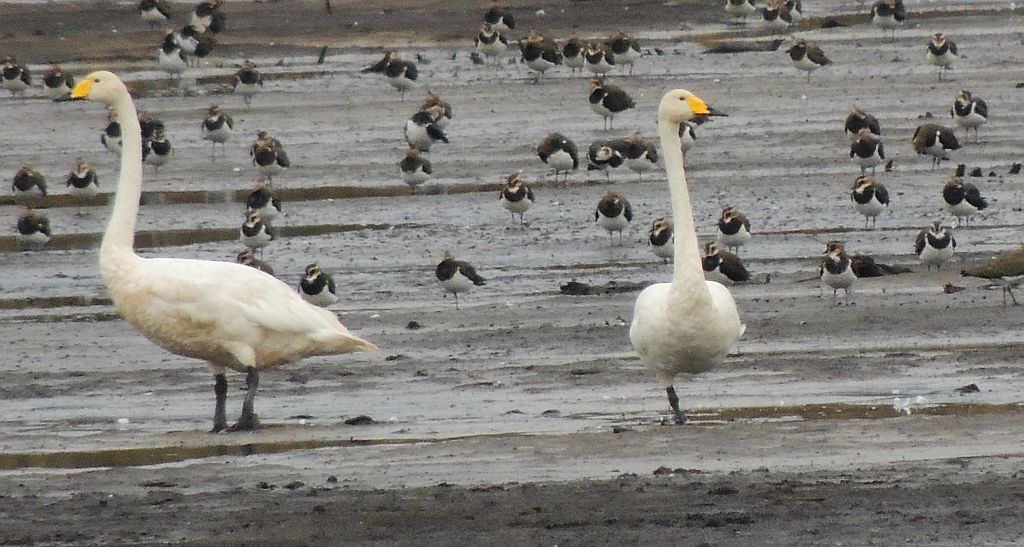 Łabędź krzykliwy (Cygnus cygnus)