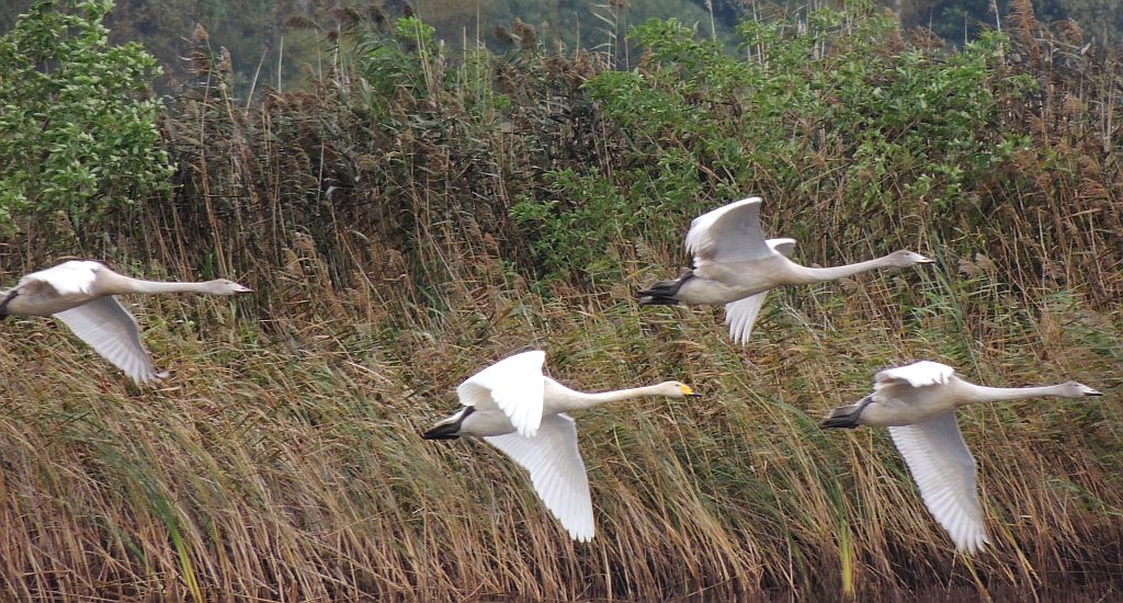 Łabędź krzykliwy (Cygnus cygnus)