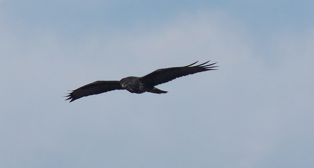 Myszołów zwyczajny (Buteo buteo)
