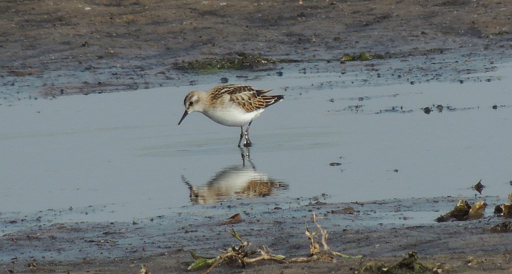 Biegus malutki (Calidris minuta)