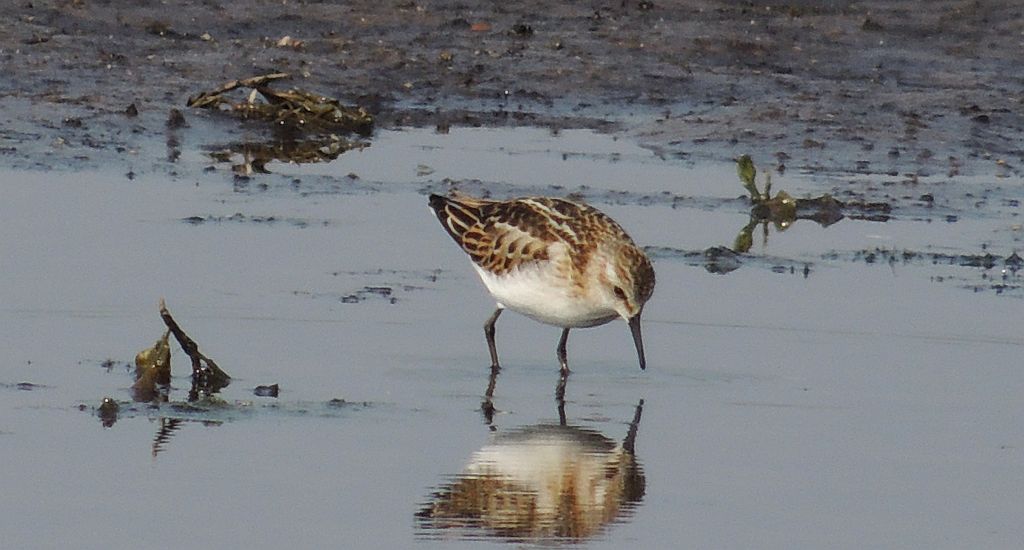 Biegus malutki (Calidris minuta)