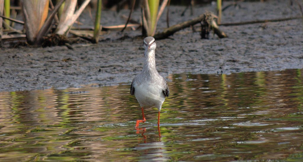 Brodziec śniady (Tringa erythropus)