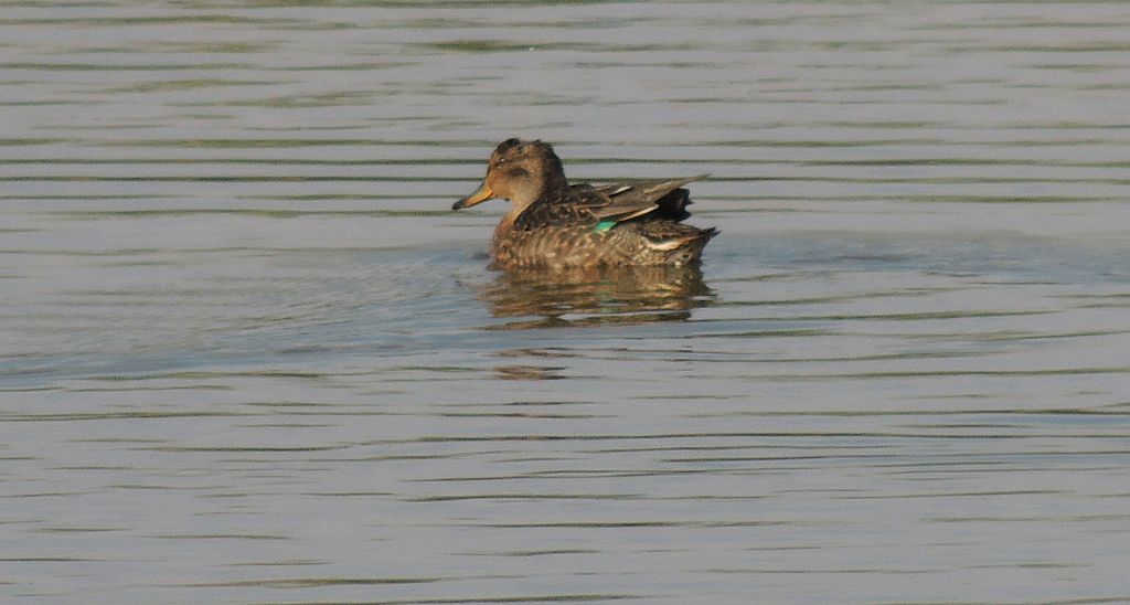 Cyraneczka (Anas crecca)