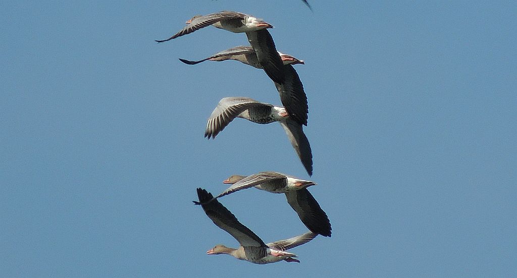 Gęś gęgawa, gęgawa (Anser anser)