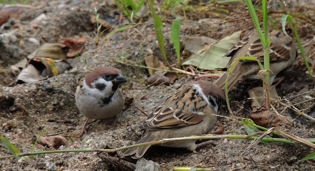 Mazurek, wróbel mazurek, wróbel polny (Passer montanus)