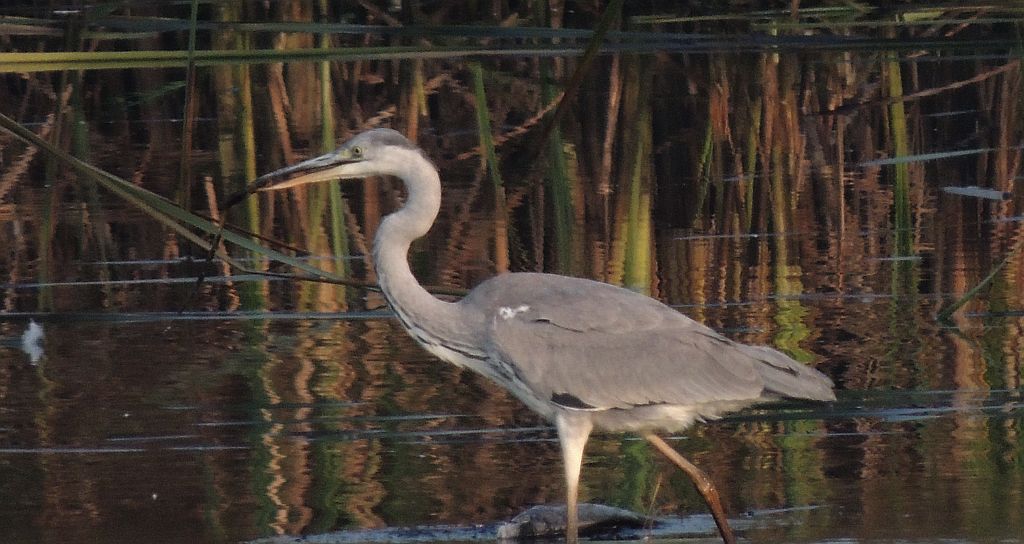 Czapla siwa (Ardea cinerea)