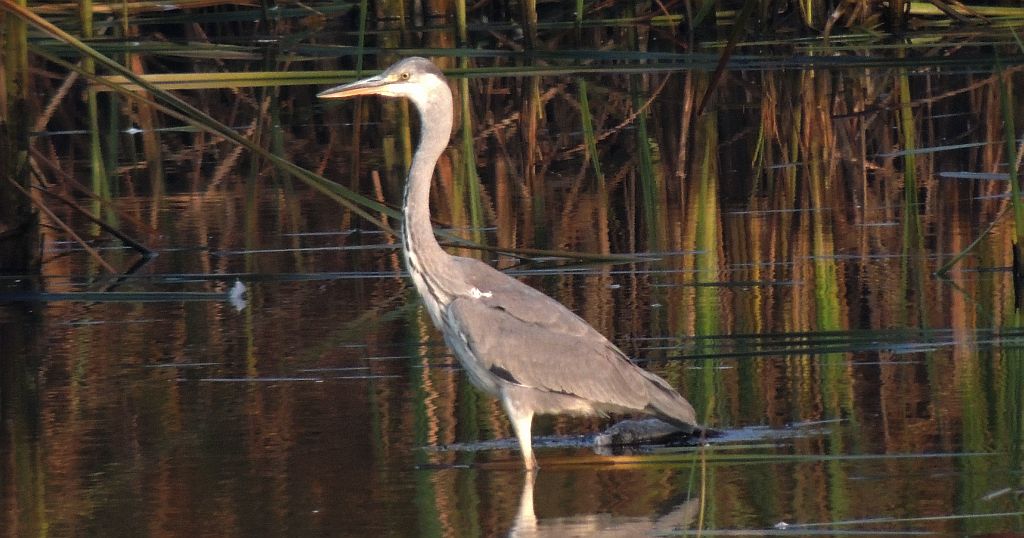 Czapla siwa (Ardea cinerea)