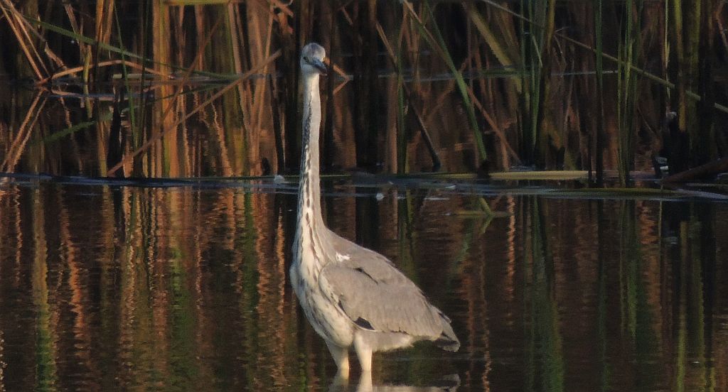 Czapla siwa (Ardea cinerea)