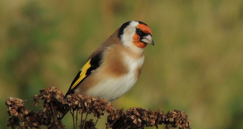 Szczygieł (Carduelis carduelis)