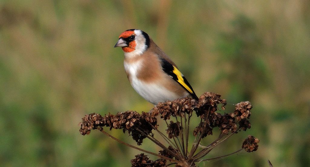 Szczygieł (Carduelis carduelis)