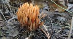 Gałęziak, koralówka (Ramaria sp.)