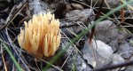Gałęziak, koralówka (Ramaria sp.)