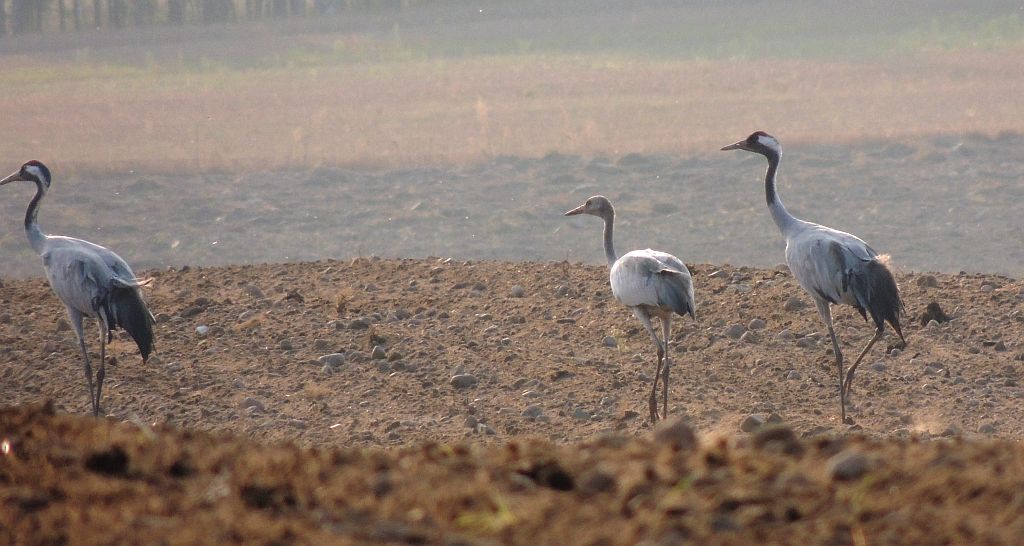 Żuraw (zwyczajny), żuraw popielaty, żuraw szary (Grus grus)