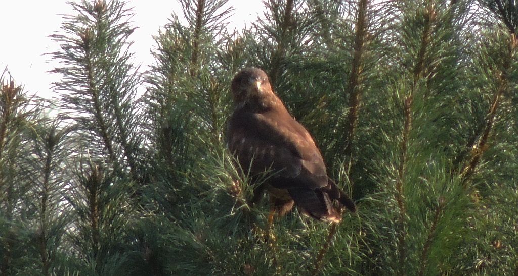 Myszołów zwyczajny (Buteo buteo)