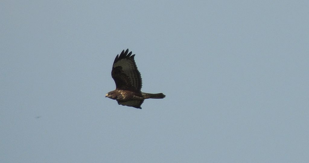 Myszołów zwyczajny (Buteo buteo)