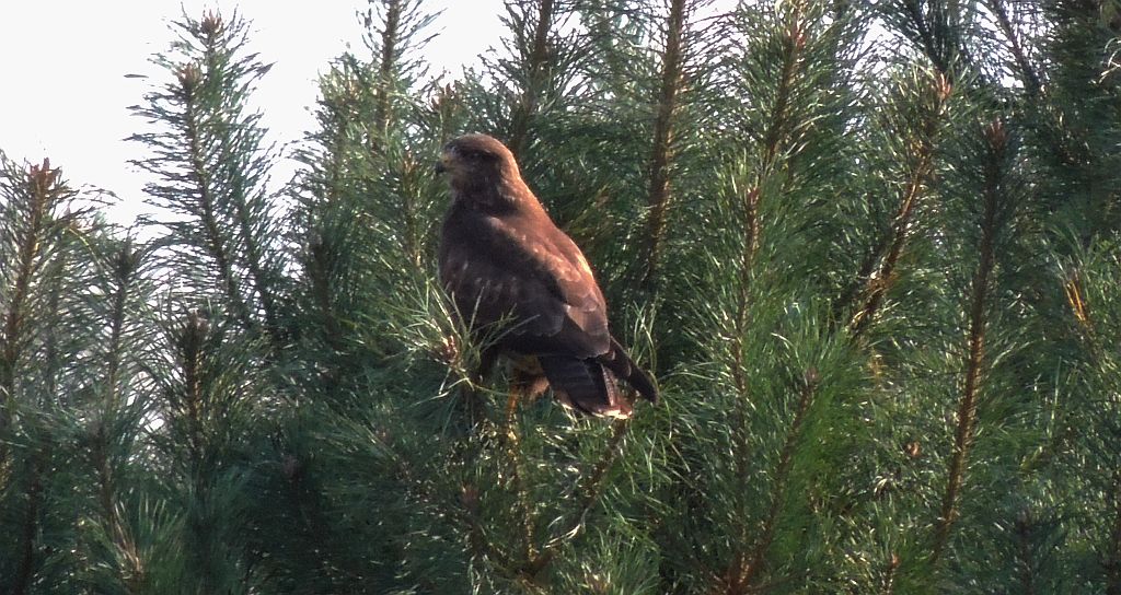 Myszołów zwyczajny (Buteo buteo)
