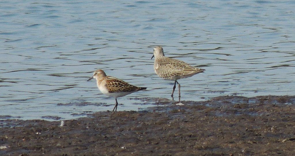 Biegus malutki (Calidris minuta) i Biegus krzywodzioby (Calidris ferruginea)