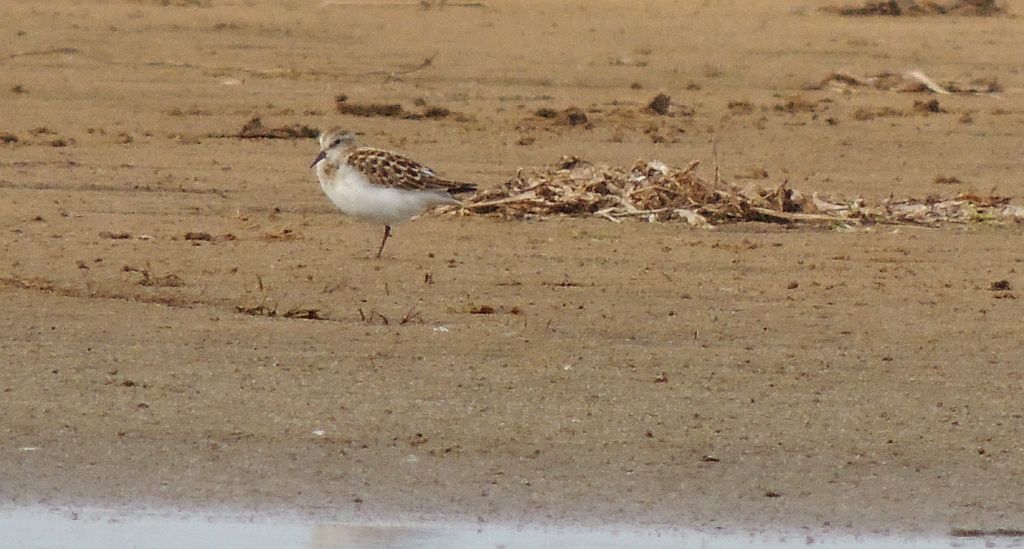 Biegus malutki (Calidris minuta)