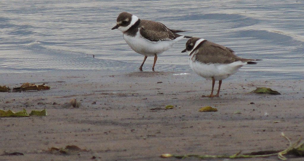 Sieweczka obrożna (Charadrius hiaticula)