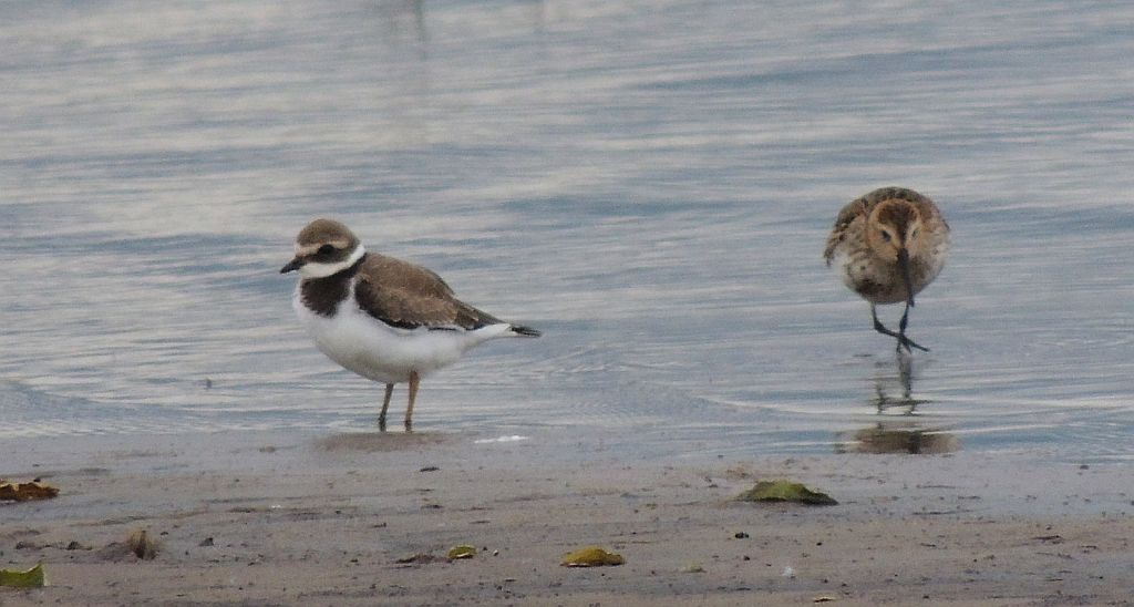 Sieweczka obrożna (Charadrius hiaticula) i Biegus zmienny (Calidris alpina)