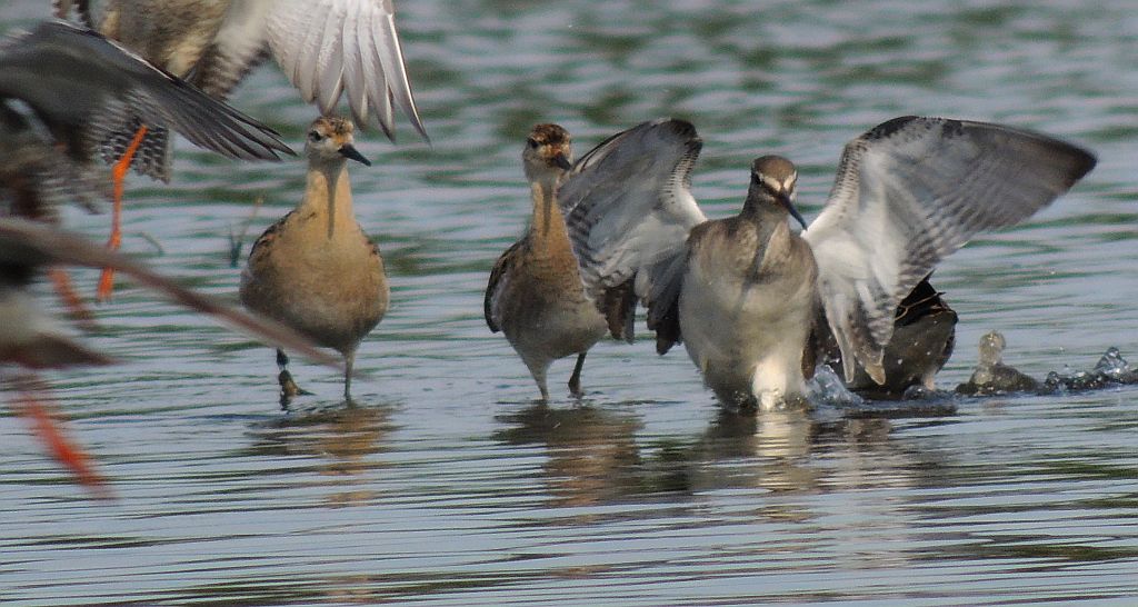 Batalion, bojownik batalion, bojownik zmienny, biegus bojownik, bojownik odmienny (Philomachus pugnax) i Brodziec śniady (Tringa erythropus)