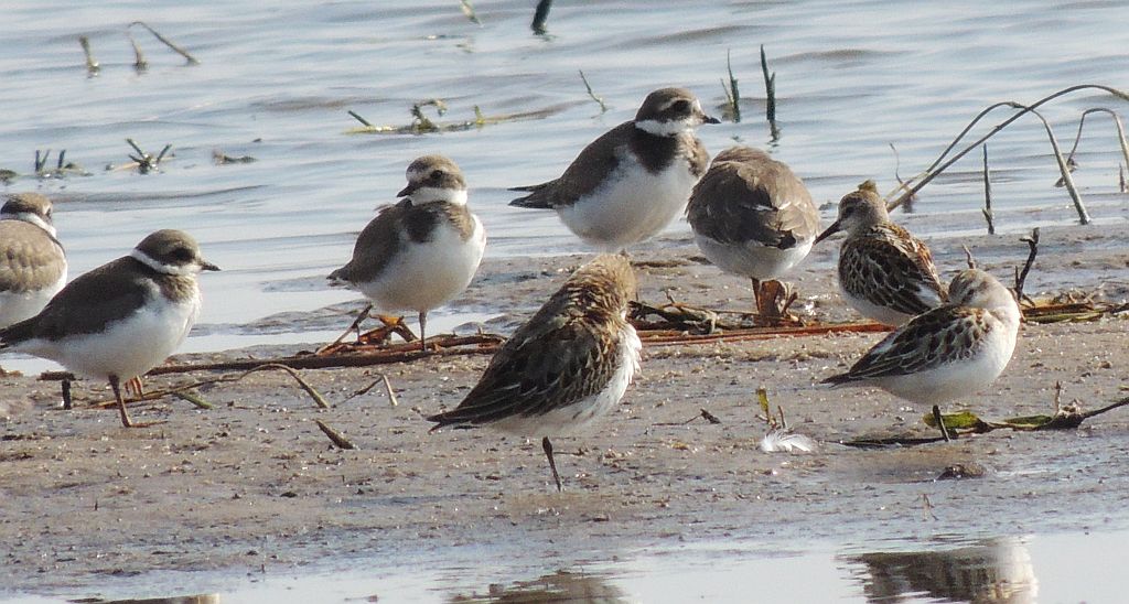 Biegus malutki (Calidris minuta) i Sieweczka obrożna (Charadrius hiaticula)
