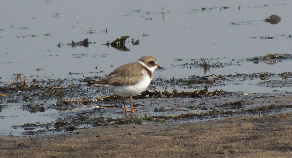 Sieweczka obrożna (Charadrius hiaticula)