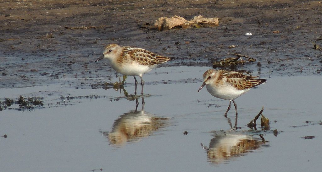 Biegus malutki (Calidris minuta)