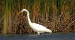 Czapla biała (Ardea alba)