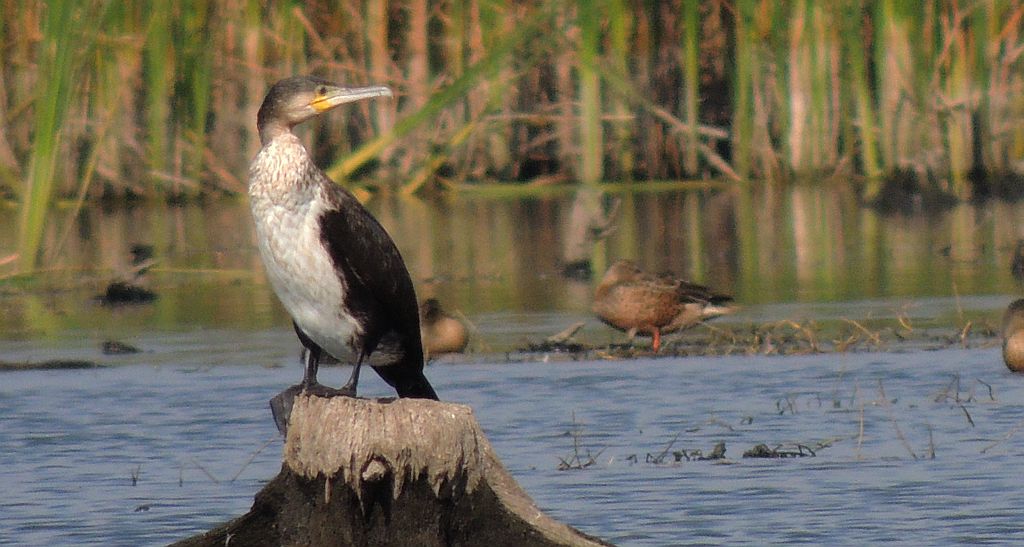 Kormoran zwyczajny, kormoran czarny (Phalacrocorax carbo)
