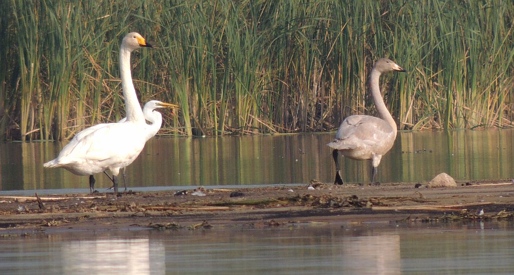 Łabędź krzykliwy (Cygnus cygnus)