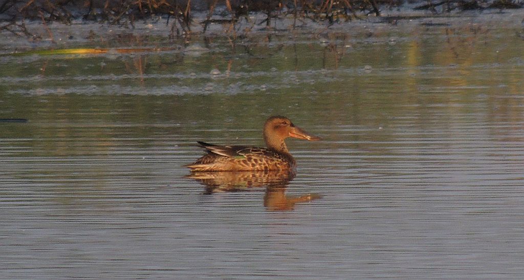 Płaskonos (Anas clypeata, dawniej Spatula clypeata)