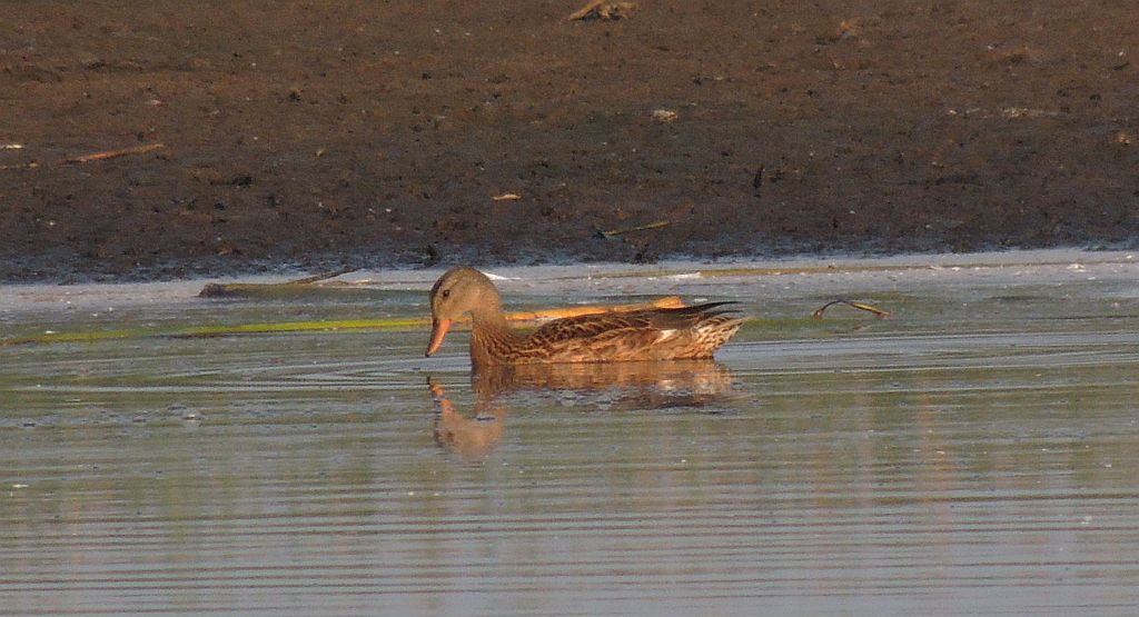 Krakwa, kaczka krakwa (Anas strepera)