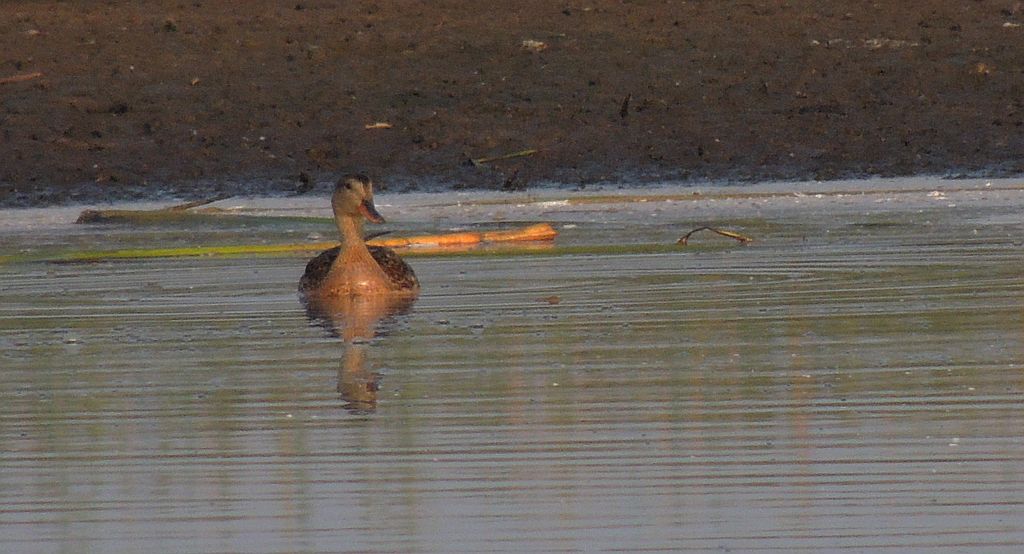 Krakwa, kaczka krakwa (Anas strepera)
