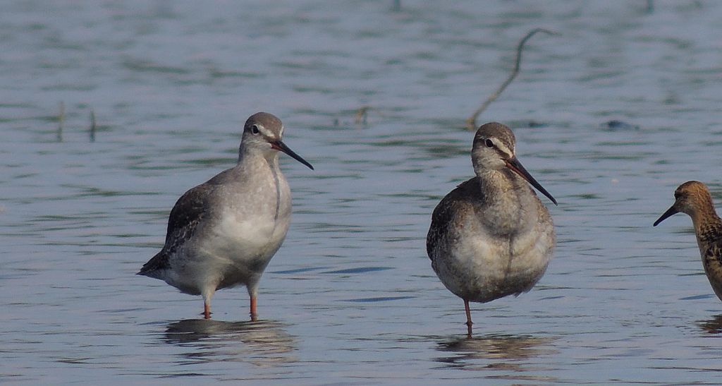 Brodziec śniady (Tringa erythropus)