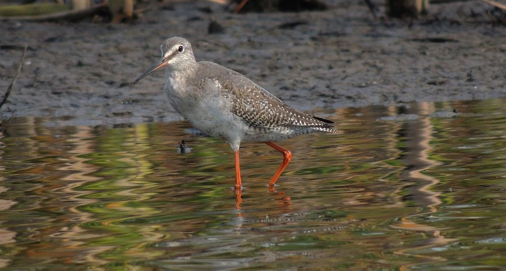 Brodziec śniady (Tringa erythropus)