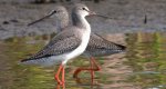 Brodziec śniady (Tringa erythropus)