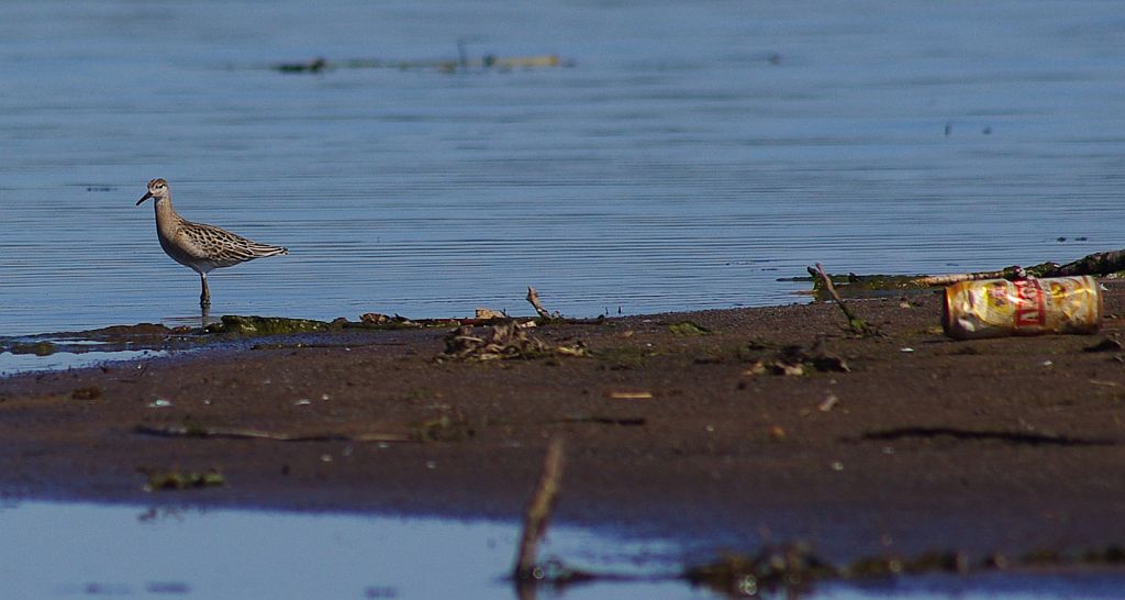 Batalion, bojownik batalion, bojownik zmienny, biegus bojownik, bojownik odmienny (Philomachus pugnax)