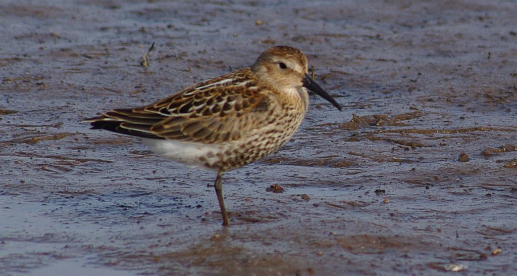 Biegus zmienny (Calidris alpina)