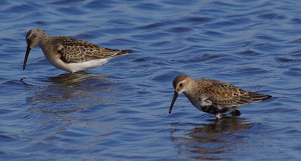 Biegus zmienny (Calidris alpina)