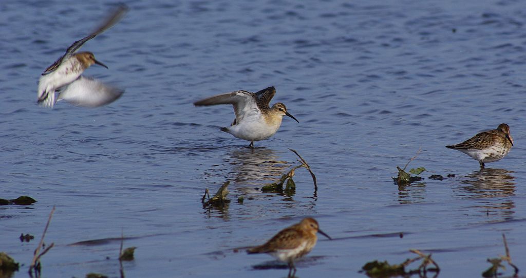 Biegusy zmienne (Calidris alpina)