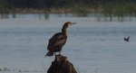 Kormoran zwyczajny, kormoran czarny (Phalacrocorax carbo)