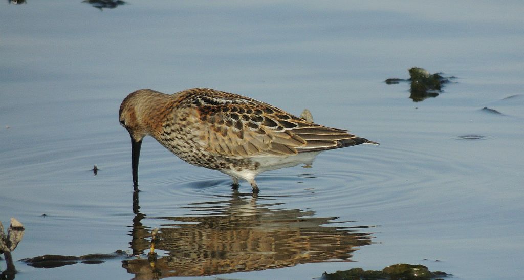 Biegus zmienny (Calidris alpina)