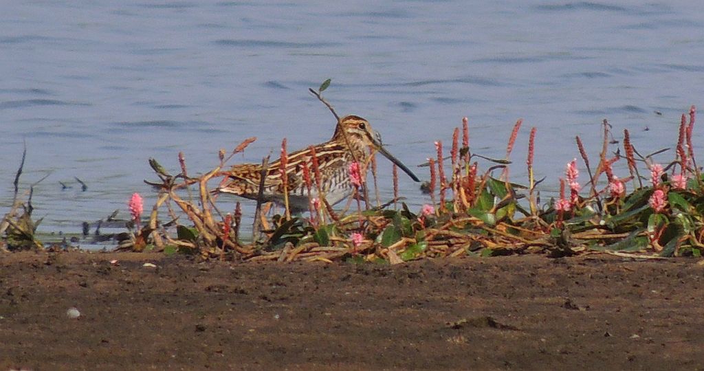 Bekas kszyk, kszyk (Gallinago gallinago)
