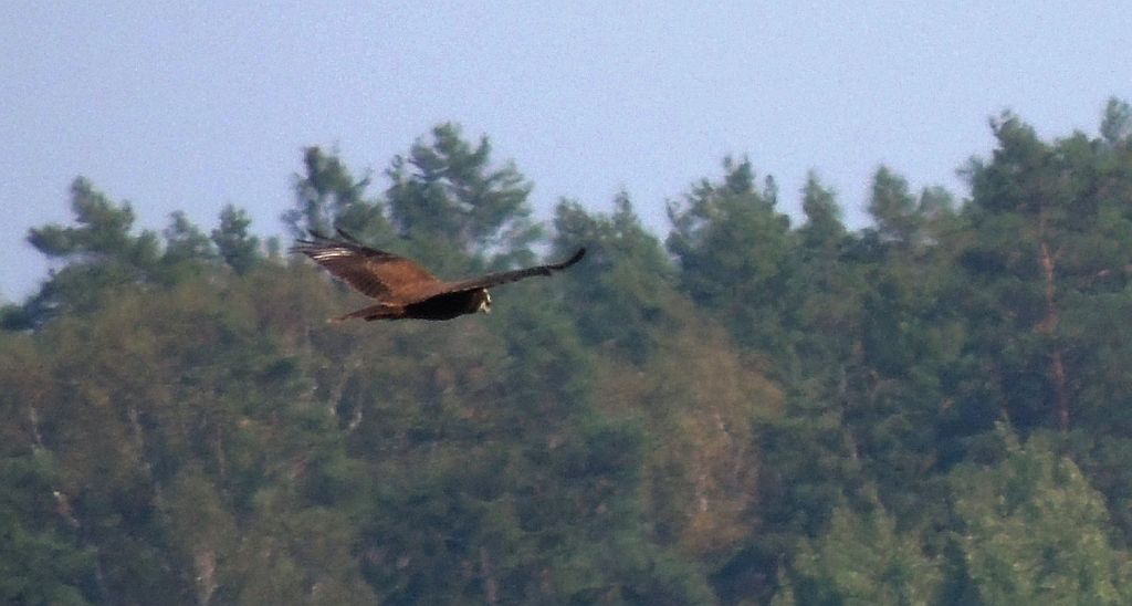 Błotniak stawowy (Circus aeruginosus)