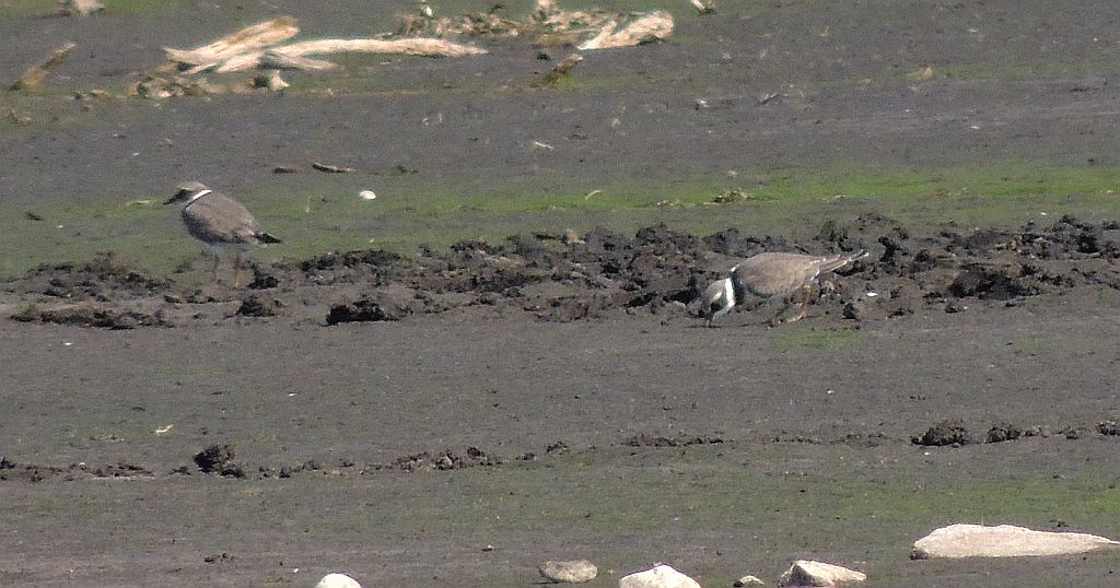 Sieweczka obrożna (Charadrius hiaticula)