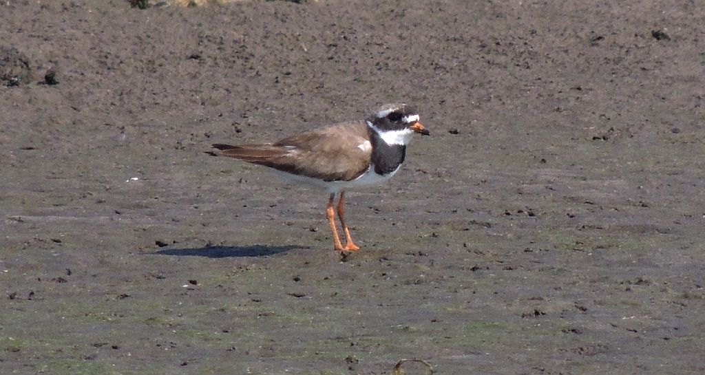 Sieweczka obrożna (Charadrius hiaticula)