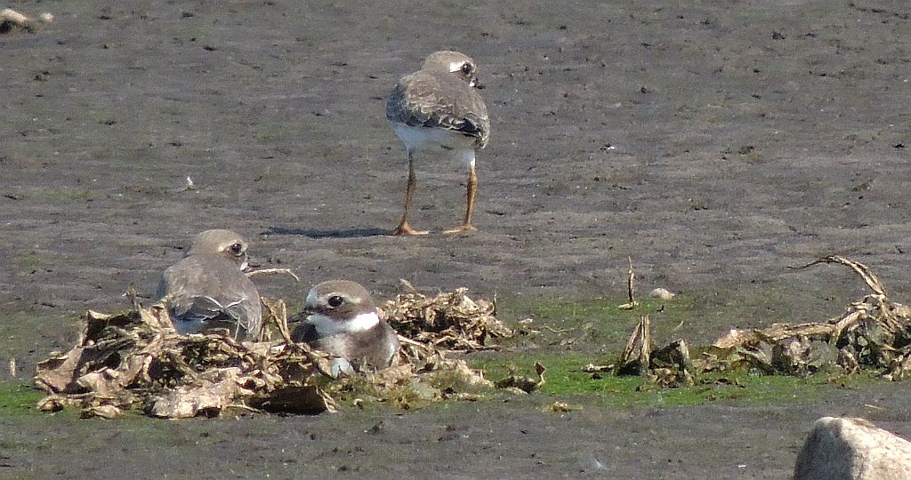 Sieweczka obrożna (Charadrius hiaticula)