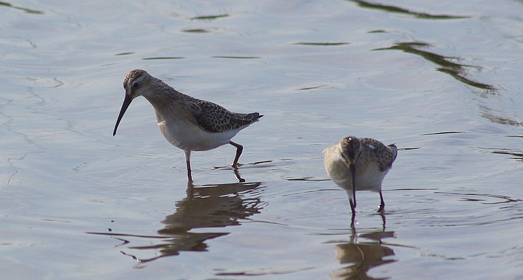 Biegus krzywodzioby (Calidris ferruginea)
